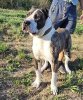DINO DE CANCERBEROS KENNEL