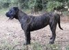 SIRCA DE SAMCOR