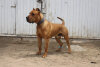 MURDOCK CHAJLLA PERRO DE PRESA