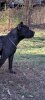 MARCUS AURELIUS DE VQ K9