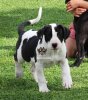 GUANCHE JR DE PCRP KENNEL