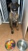 ZUES PRESA GANG KENNEL