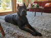 OMA OF D&AMP;G KENNELS