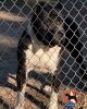 ARGENTO DE PCRP KENNEL