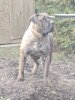 V-MILENA DOG PUR