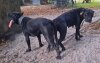 CUERVO &AMP; NEGRA LITTER