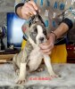 COLT SEVEN SHARKY DINASTY KENNEL