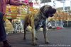 BALTO DE CRISDOCO