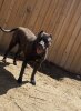 LUCY DE KINGS KENNEL