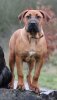 VULCAN DEL V’CANBULL