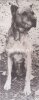 BOBBY DE MANUEL ALEMAN (1971)