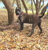 ATHENA DE THIRD COAST PRESA