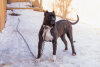 VALENTINA DE KINGS KENNEL