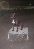 DRAKO DE RAW PRESAS