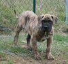 HULK DE SPALATO BULL (GUIZMO)