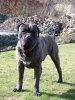 CORAZON EL PERRO DIABLO