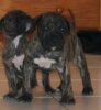 FARWEST DE ROYAL PRESA