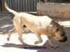 FIGO I DE CASA DEL PRESA