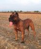 KARO DE MOZACAN BULL