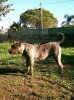 TEQUILLA MUNTENIA'S WARRIOR