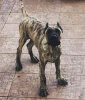 BOMBER FRATUZZI PRESA CANARIO