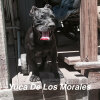 YUCA DE LOS MORALES