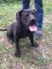 FRIDA SICILIA KENNEL