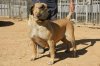 TAHONA DE ALACANT BULL