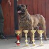 DOGO MIRACLE ICON