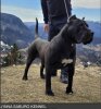 J’INNA SABURO KENNELS