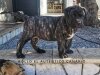 ROLLO EL AUTENTICO CANARIO