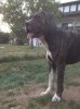EMMET K9 MADNESS