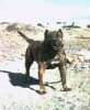CAPITAN (1996)