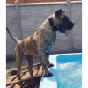 ABBY DE NUESTROS GUARDIAS