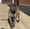 ARES PRESA HOME GUARD