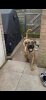 BOSS BULL CANARIO DRACO