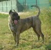 HERMIONA EL PRESA GRAN CANARIA (ARABELLA)