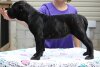 LA BIBIANA OF PROPER K9