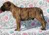 VIDUENO OF PROPER K9