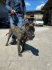 OTIS DEL TORRO BRAVO