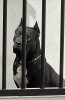 M’ARTICO SABURO KENNEL