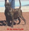 OLI DE IREMA CURTO
