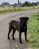 RHODIN PERRO DE POR VIDA