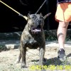 ALFA DE SPARTAN D KENNEL