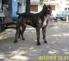 BLEIC DOG PUR