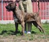 GANDI PERRO LOCO DE HIERRO