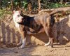 KALASHNIKOV OF SEVEN SHARKY DINASTY KENNEL