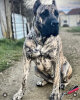 BUCOVINA WORKING DOGS SHELBY