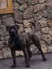 ZEUS DE SAMCOR