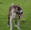 ZOEY DE PCRP KENNEL